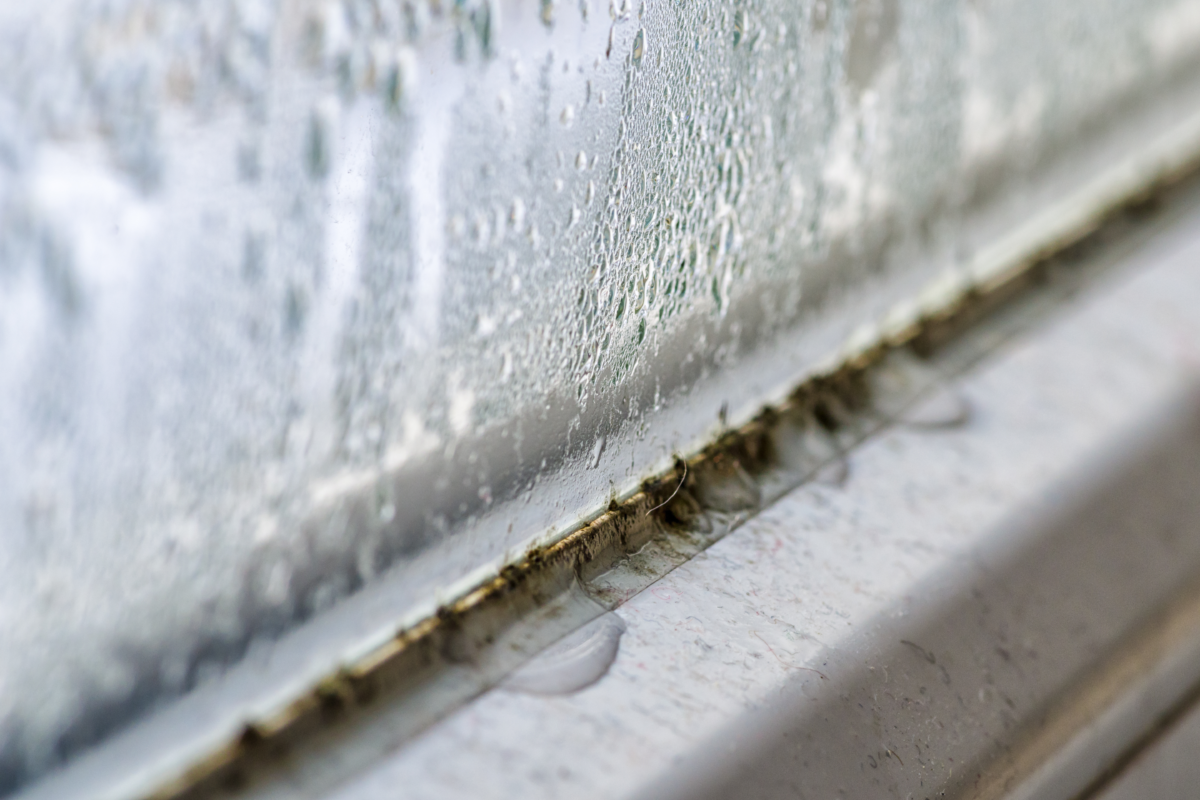 mold on the window